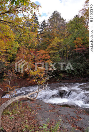 Autumn leaves of Hakusen no Taki Autumn leaves of Hakusen no Taki 91493570