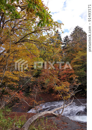 Autumn leaves of Hakusen no Taki 91493571