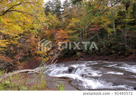 Autumn leaves of Hakusen no Taki Autumn leaves of Hakusen no Taki 91493572
