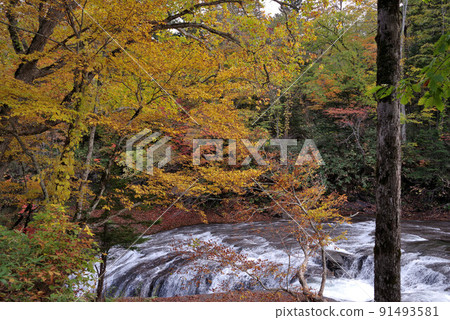 白泉之瀧的紅葉 91493581