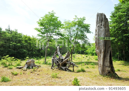 [Higashidori Village, Sarugamori Sand Dunes, Japan's Largest Sand Dunes, Hiba Buried Forest] 91493605