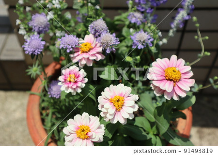 Flower group planting around the entrance Flower group planting around the entrance 91493819