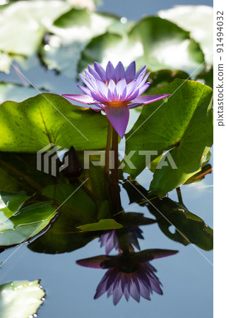 Lotus flower (Tropical water-lily) Lotus flower (Tropical water-lily) 91494032