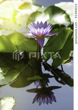 Lotus flower (Tropical water-lily) Lotus flower (Tropical water-lily) 91494033