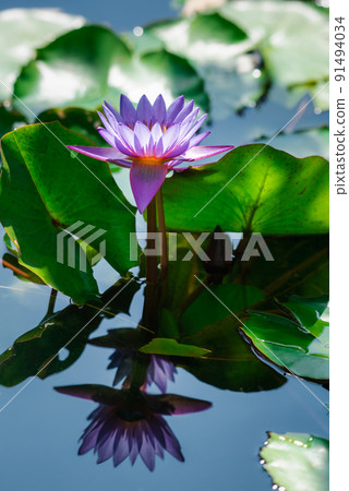 Lotus flower (Tropical water-lily) Lotus flower (Tropical water-lily) 91494034