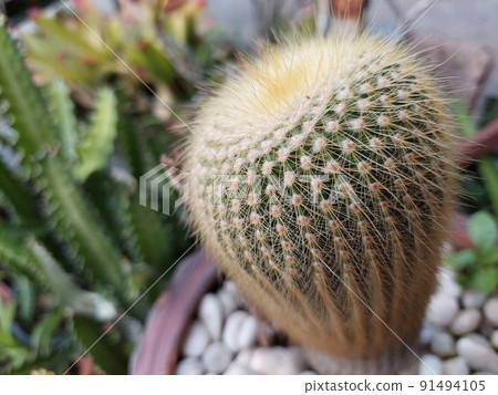 Cactus and Cactus flowers popular for decorative 91494105