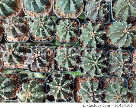 Cactus and Cactus flowers popular for decorative Cactus and Cactus flowers popular for decorative 91494106
