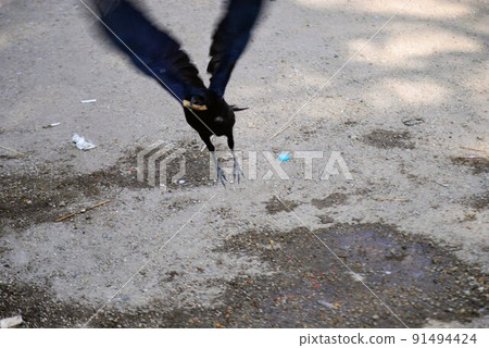 一隻飛翔的烏鴉 一隻飛翔的烏鴉 91494424