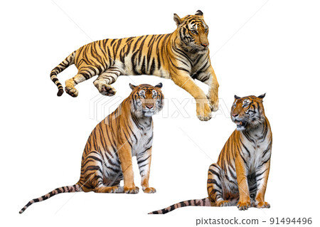 Set Tiger is rest on isolated for wildlife animal have path 91494496