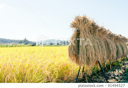 Rice, rice, dried in the sun, dried in the sun 91494527