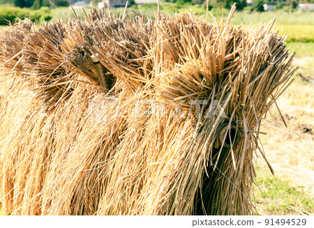 Rice, rice, dried in the sun, dried in the sun Rice, rice, dried in the sun, dried in the sun 91494529