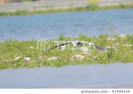 Little egret flapping in the sky 91494534