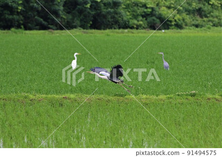 埼玉縣諸山鎮安靜的綠色稻田中長著羽毛的灰鷺 91494575