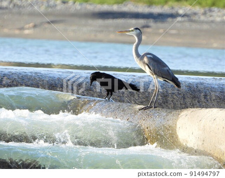 Gray heron 91494797