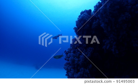 從水下的風景 從水下的風景 91495003