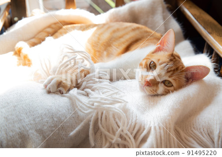 貓，小貓，貓，貓科 91495220