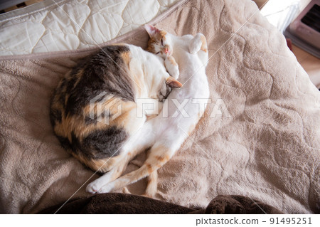 Cat, kitten, cat, cat family Cat, kitten, cat, cat family 91495251