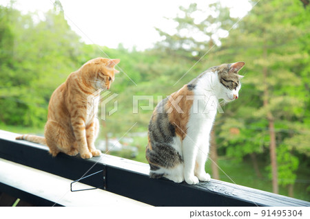 Cat, kitten, cat, cat family Cat, kitten, cat, cat family 91495304