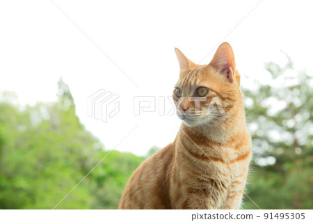 Cat, kitten, cat, cat family Cat, kitten, cat, cat family 91495305