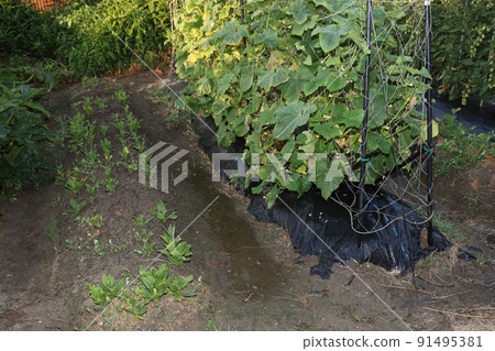 Watering a home garden in the heat of the heat 91495381