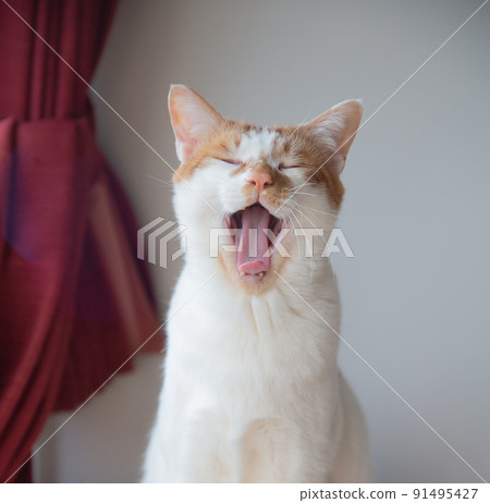 Cat Cat 91495427