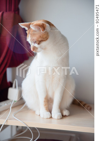 一隻貓 一隻貓 91495471