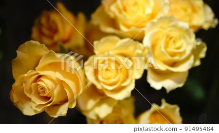Yellow rose 91495484