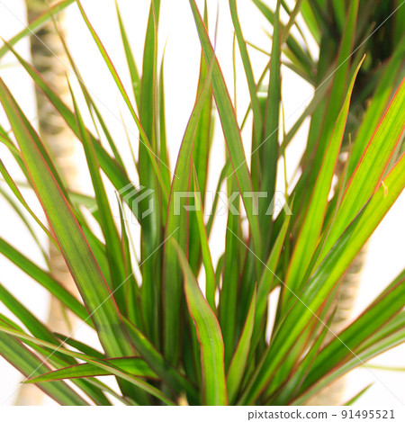 Dracaena concinne 的葉子，一種觀葉植物 [白色背景] 91495521