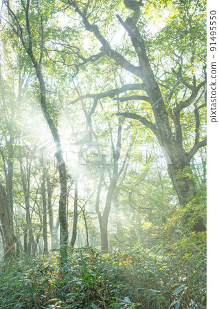 光線照射到山毛櫸林中的風景（小山火神丸） 91495550