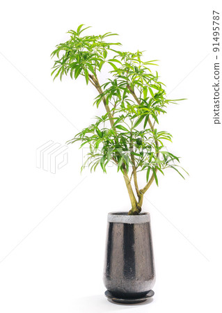 Potted plant of foliage plant, Chef Rera Angastifolia [white background] 91495787