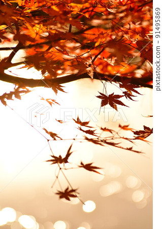 Autumn leaves image Autumn leaves image 91495869