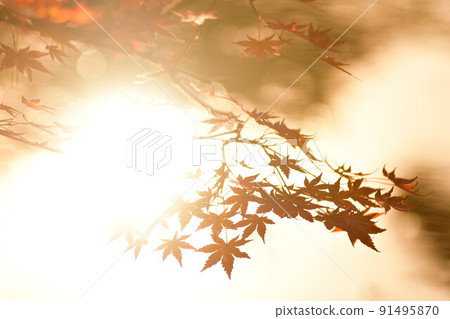 Autumn leaves image Autumn leaves image 91495870