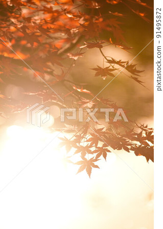 Autumn leaves image Autumn leaves image 91495872