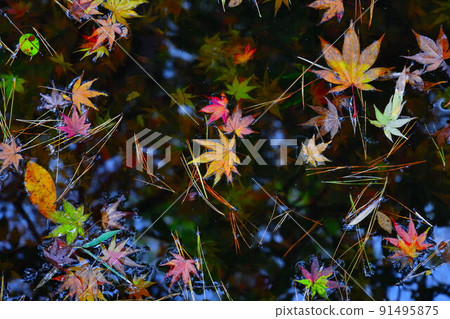 Autumn leaves image Autumn leaves image 91495875