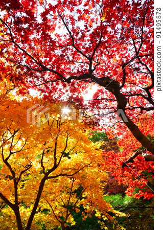 Autumn leaves image Autumn leaves image 91495878