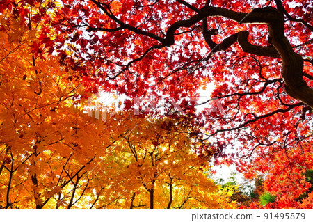 Autumn leaves image Autumn leaves image 91495879