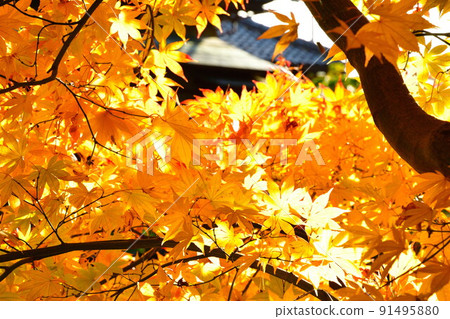 Autumn leaves image Autumn leaves image 91495880
