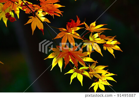 Autumn leaves image Autumn leaves image 91495887
