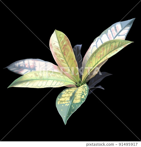 Caladium watercolor leaf. Tropical isolated leaf Caladium watercolor leaf. Tropical isolated leaf 91495917