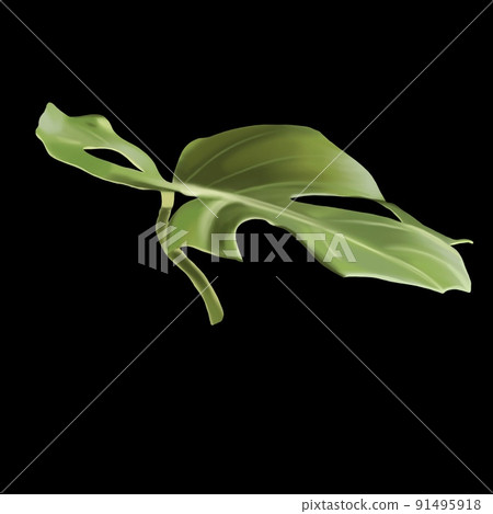 Leaf Monstera. tropical leaf. Watercolor monstera on a black background Leaf Monstera. tropical leaf. Watercolor monstera on a black background 91495918