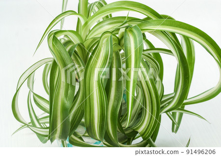 chlorophytum comosum, spider house plant evergreen perennial flowering plant 91496206