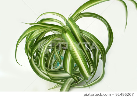 chlorophytum comosum, spider house plant evergreen perennial flowering plant 91496207