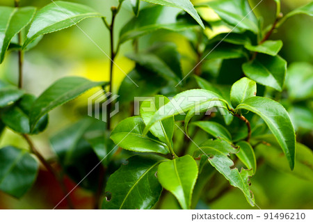 Camelia tree plant leaves growing outdoors. Camelia tree plant leaves growing outdoors. 91496210
