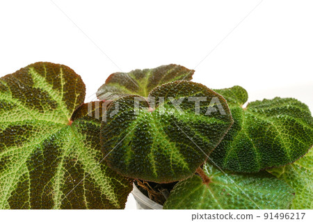 Begonia soli-mutata house plant on a white background. 91496217