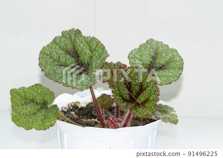 Begonia masoniana house plant on a white background Begonia masoniana house plant on a white background 91496225