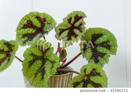 Begonia masoniana house plant leaves. 91496233