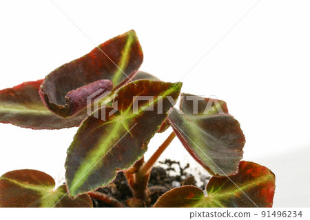 Begonia Lastada house plant on a white background. Begonia Lastada house plant on a white background. 91496234