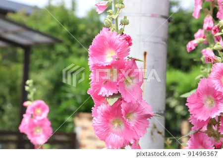 Pink hollyhocks blooming in the Japanese garden in early summer 91496367