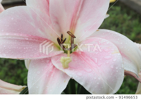 Large lily flower wet in the rain Large lily flower wet in the rain 91496653