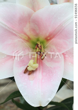 Large lily flower wet in the rain Large lily flower wet in the rain 91496656